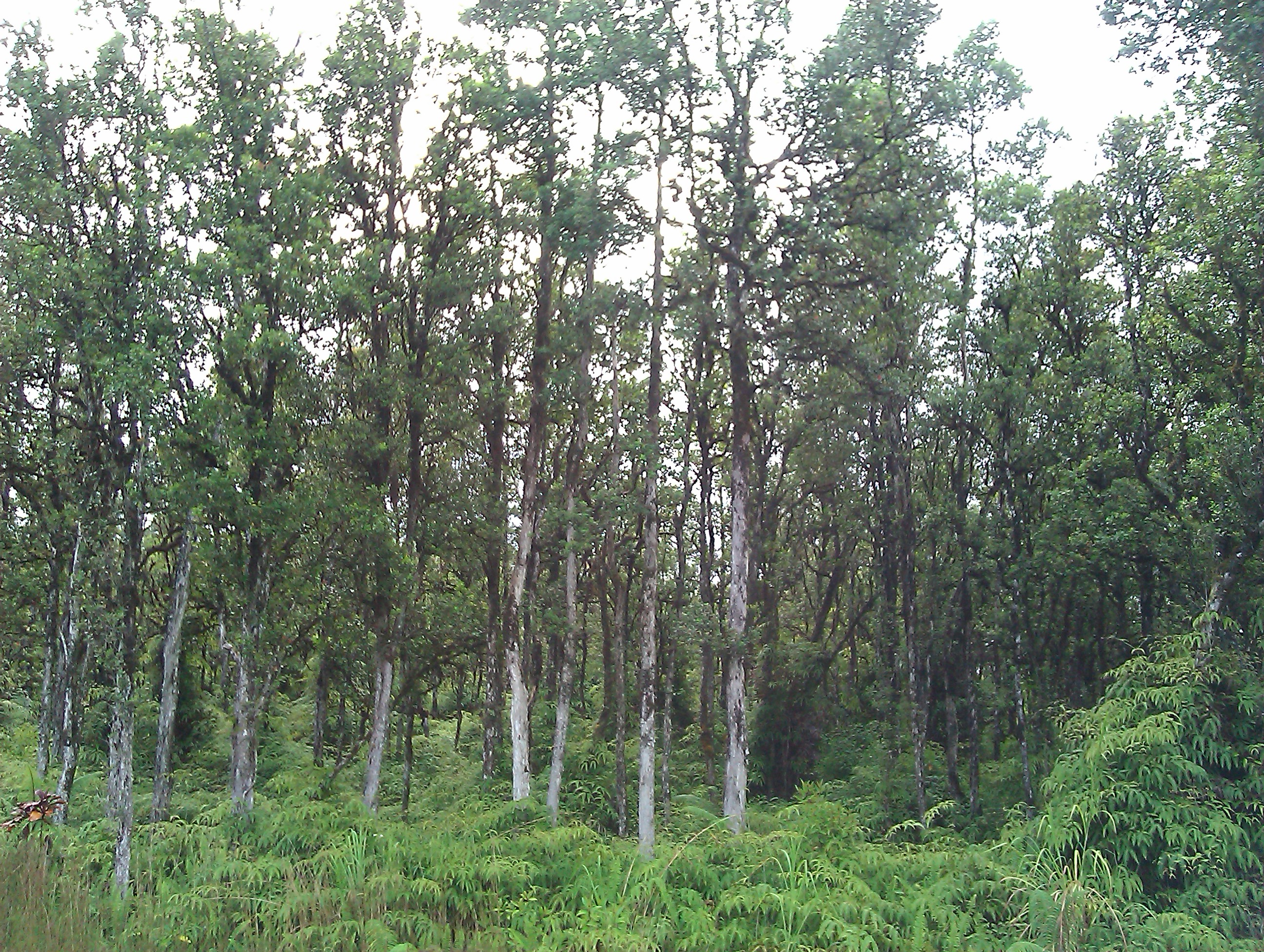 Native Hawaiian Forest protected by Elisabeth Green